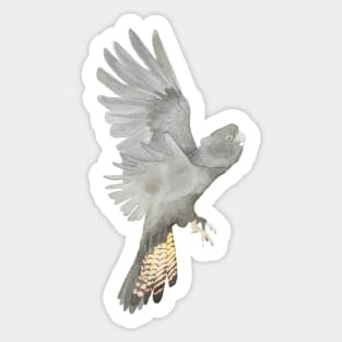 The red-tailed black cockatoo Sticker